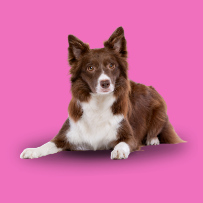 Perro