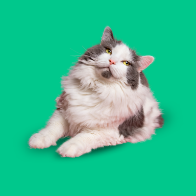 Gato