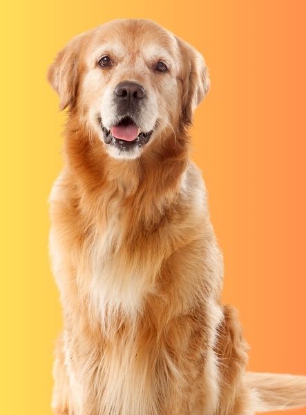 Perro golden retriever sentado sobre fondo degradado amarillo y naranja